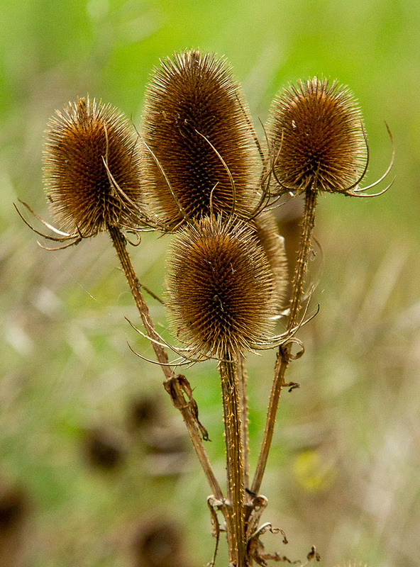 štetka lesná Dipsacus fullonum L.