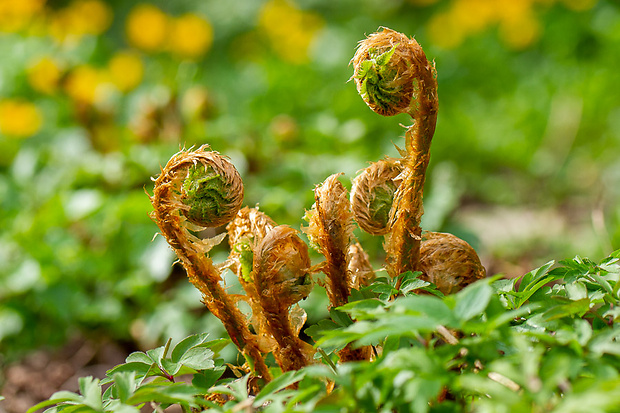 papraď samčia Dryopteris filix-mas (L.) Schott