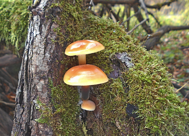 plamienka Flammulina sp.