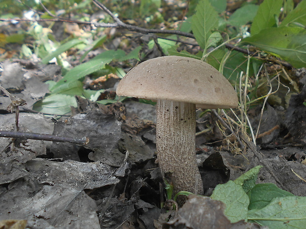 kozák topoľový Leccinum duriusculum (Schulzer ex Kalchbr.) Singer