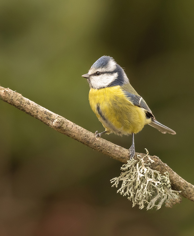 sýkorka belasá Parus caeruleus