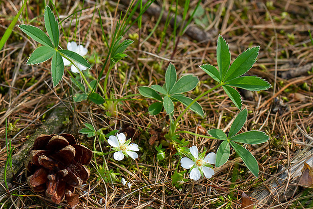 nátržník biely Potentilla alba L.