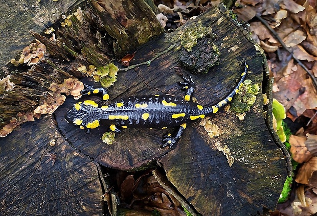 salamandra škvrnitá (sk) / mlok skvrnitý (cz) Salamandra salamandra (Linnaeus, 1758)