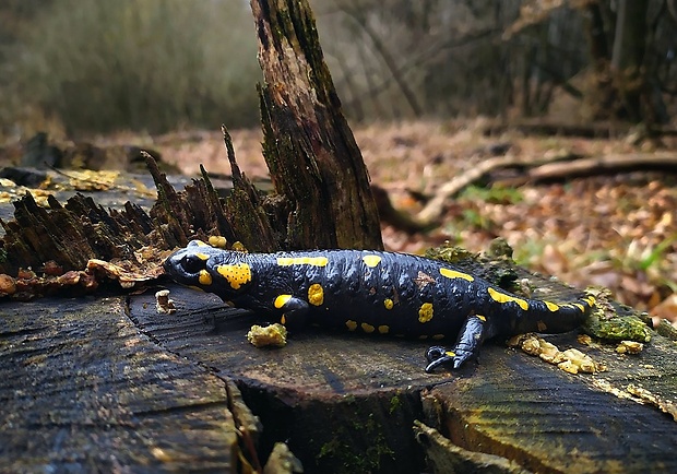 salamandra škvrnitá (sk) / mlok skvrnitý (cz) Salamandra salamandra (Linnaeus, 1758)