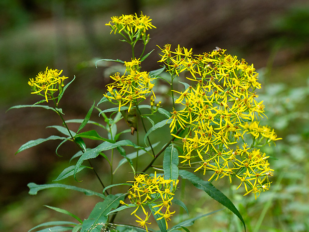 starček fuchsov Senecio fuchsii