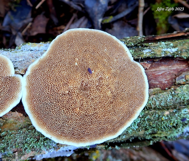 trúdnikovec voňavý Trametes suaveolens (L.) Fr.