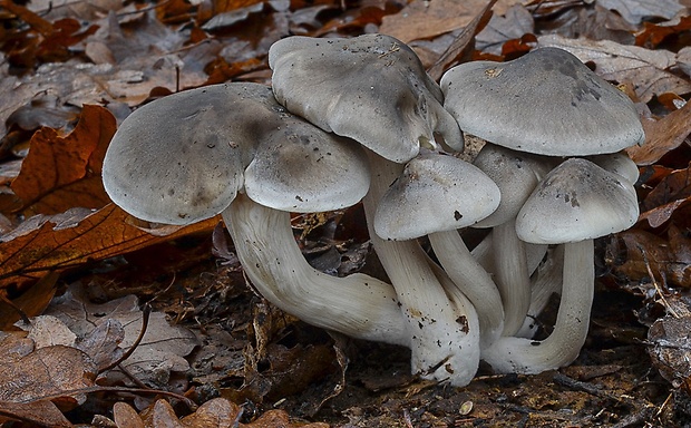 čírovka mydlová Tricholoma saponaceum (Fr.) P. Kumm.