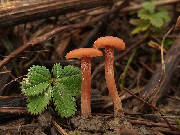 smeťovka zimná Tubaria furfuracea (Pers.) Gillet