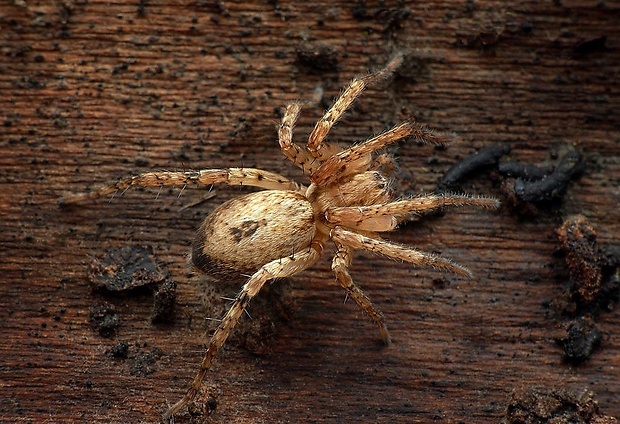 spriadavka listová (sk) / šplhalka keřová (cz) Anyphaena accentuata (Walckenaer, 1802)