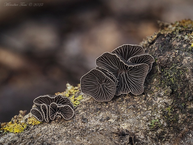 lastúrnik Hohenbuehelia unguicularis (Fr.) O.K. Mill.