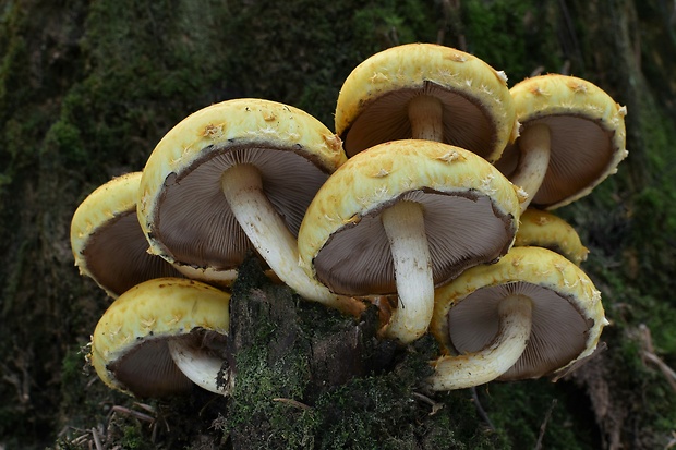 šupinovka Pholiota sp.