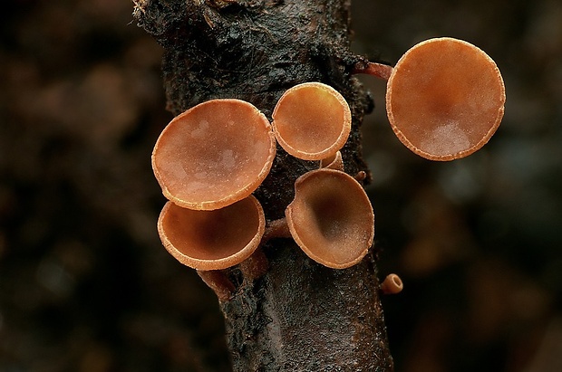 terčovka vráskavejúca Rutstroemia bolaris (Batsch) Rehm