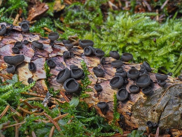 jahňadka smreková Rutstroemia bulgarioides (P. Karst.) P. Karst.