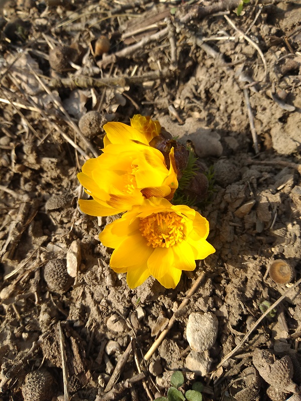 hlaváčik jarný Adonis vernalis L.