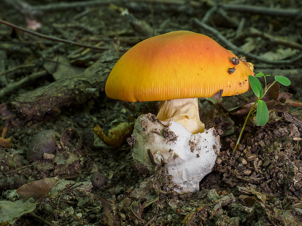 muchotrávka cisárska Amanita caesarea (Scop.) Pers.