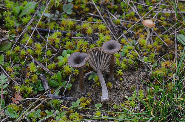 kalichovka tmavá Arrhenia obscurata (D.A. Reid) Redhead, Lutzoni, Moncalvo & Vilgalys