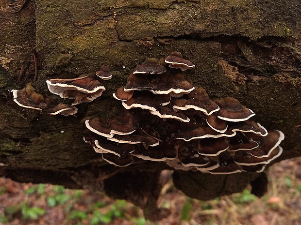 sivopórovka tmavá Bjerkandera adusta (Willd.) P. Karst.