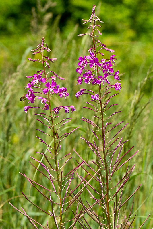 kyprina úzkolistá Chamerion angustifolium (L.) Holub