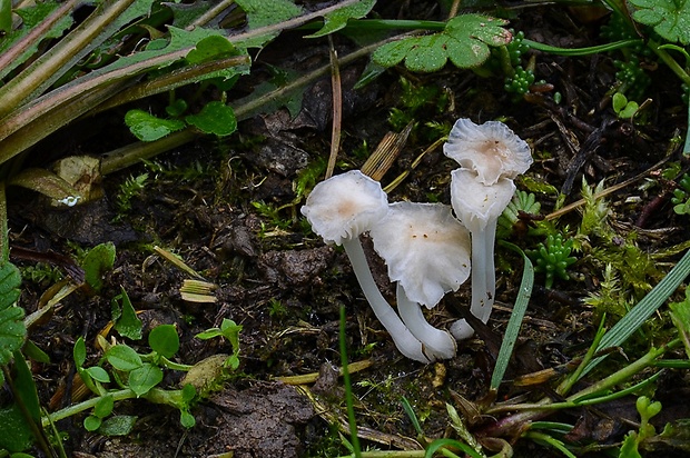 prilbovec Hemimycena mairei (E.-J. Gilbert) Singer