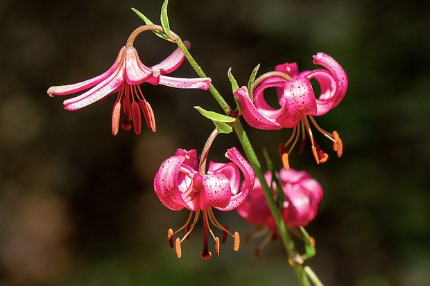 ľalia zlatohlavá Lilium martagon L.