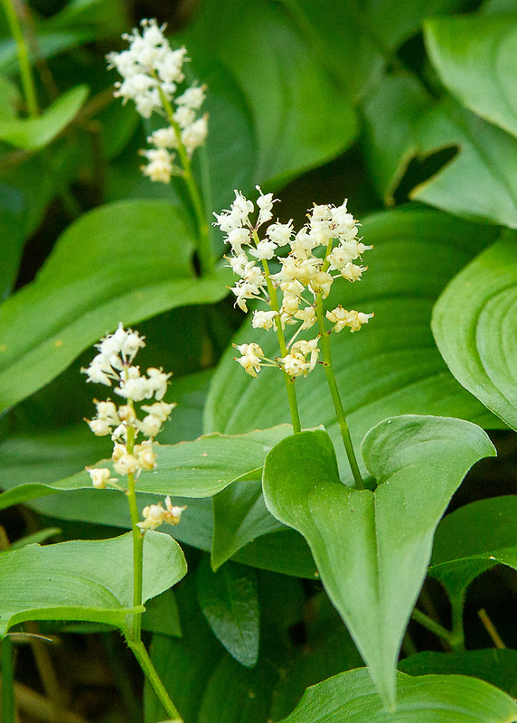 tôňovka dvojlistá Maianthemum bifolium (L.) F. W. Schmidt