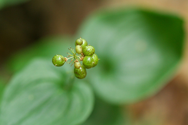 tôňovka dvojlistá Maianthemum bifolium (L.) F. W. Schmidt