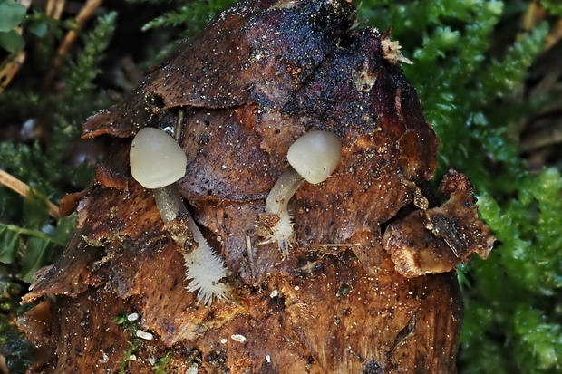 prilbička šišková Mycena strobilicola J. Favre & Kühner