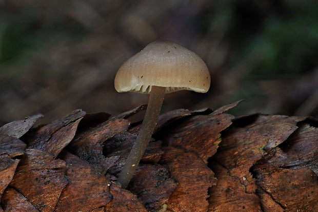 prilbička šišková Mycena strobilicola J. Favre & Kühner