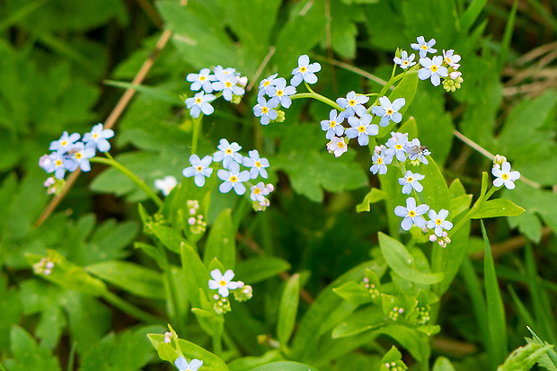 nezábudka hájna Myosotis nemorosa Besser