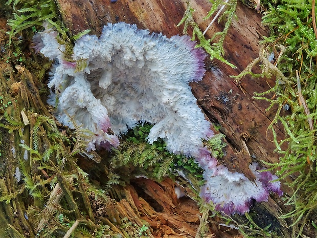 žilnačka pralesná Phlebia centrifuga P. Karst.