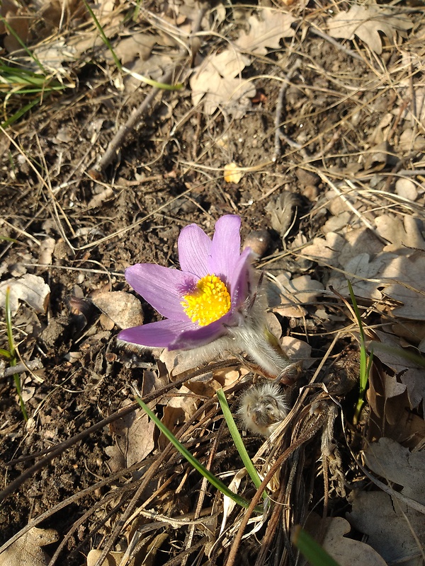 poniklec veľkokvetý Pulsatilla grandis Wender.