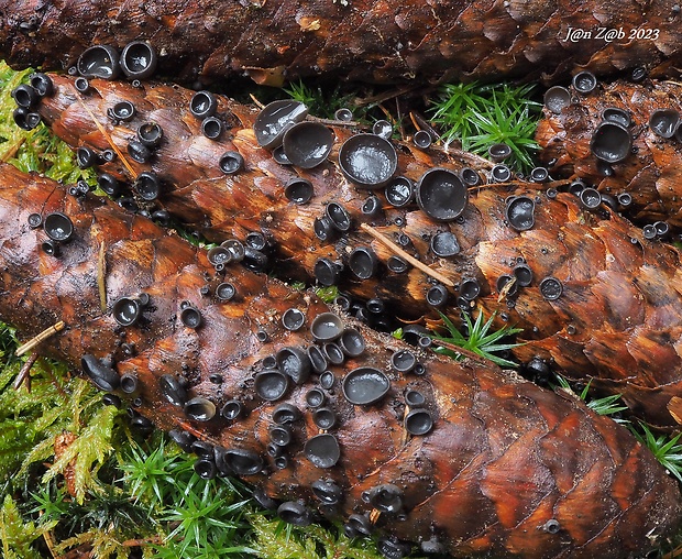 jahňadka smreková Rutstroemia bulgarioides (P. Karst.) P. Karst.