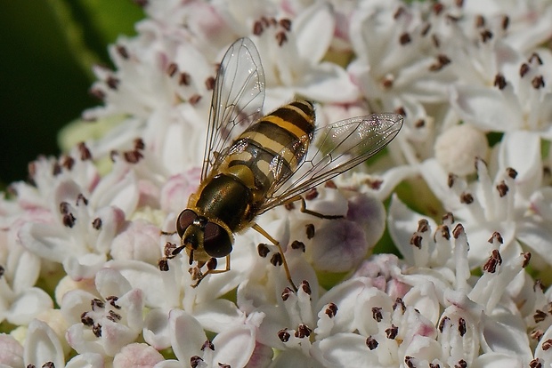 pestrica ríbezľová Syrphus ribesii (Linnaeus, 1758)