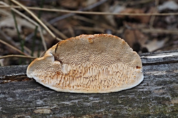 trúdnikovec srstnatý Trametes trogii Berk.