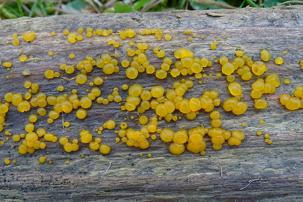 slzovec Dacrymyces sp.