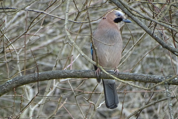 sojka škriekavá Garrulus glandarius