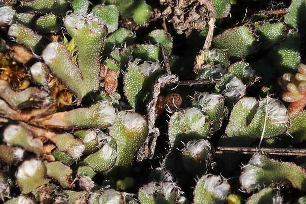 grimaldia  Mannia fragrans