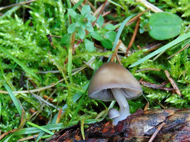 prilbička šišková Mycena strobilicola J. Favre & Kühner