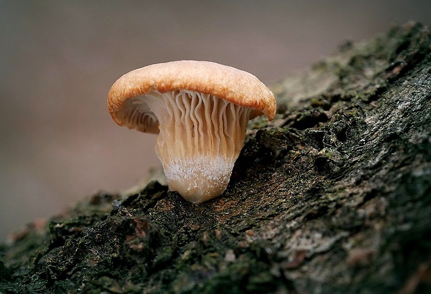 hliva ustricovitá Pleurotus ostreatus (Jacq.) P. Kumm.