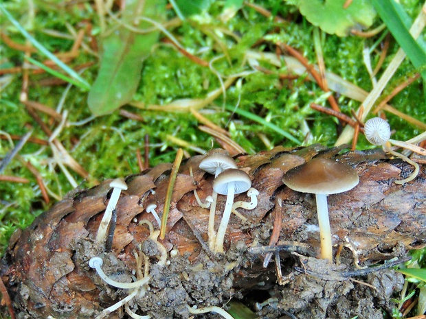 peniazočka smreková Strobilurus esculentus (Wulfen) Singer