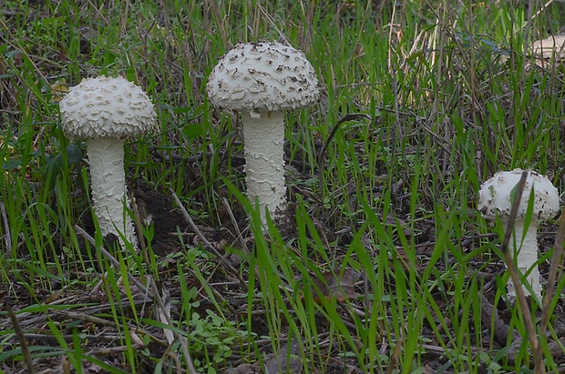 muchotrávka Vittadiniho Amanita vittadinii (Moretti) Vittad.