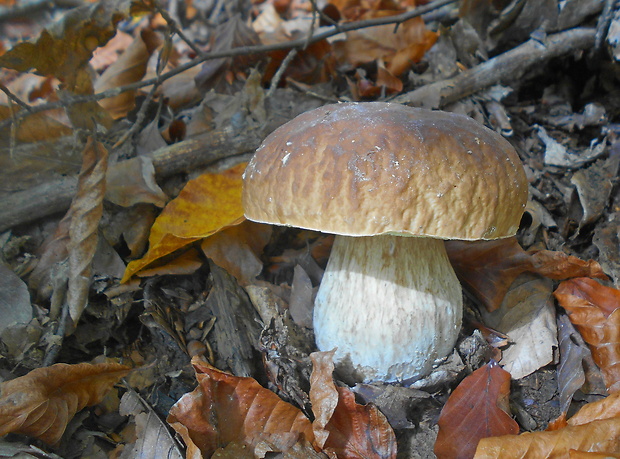 hríb smrekový Boletus edulis Bull.