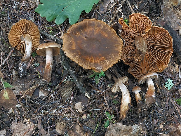 pavučinovec Rigellovej Cortinarius rigelliae (Velen.) G. Garnier