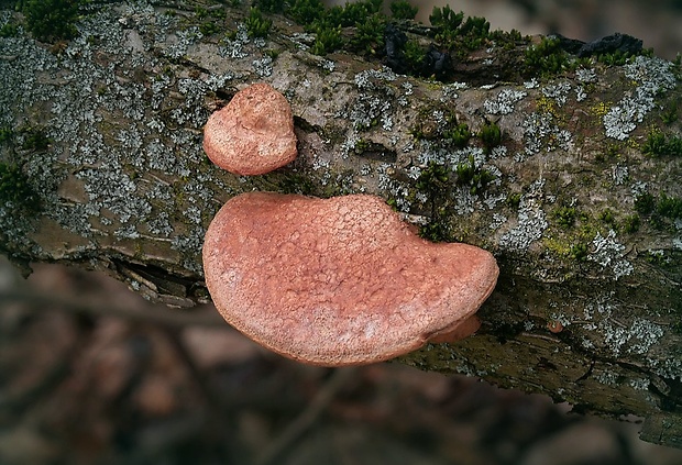 hlinovec červenkastý Hapalopilus rutilans (Pers.) Murrill