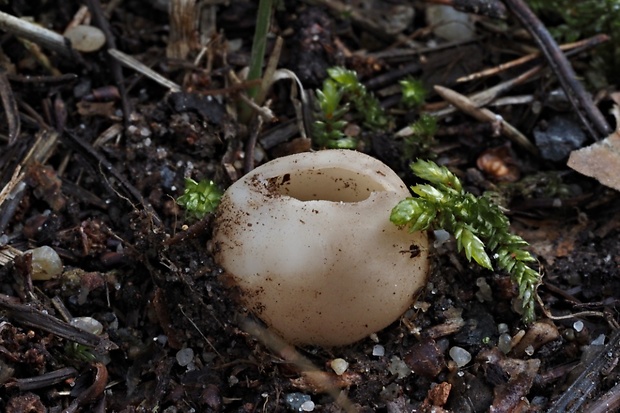 chriapač sosnový Helvella leucomelaena (Pers.) Nannf.