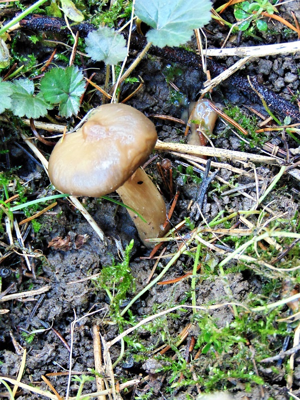 šťavnačka mrazová Hygrophorus hypothejus (Fr.) Fr.