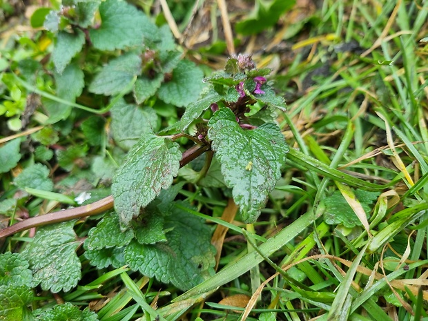 hluchavka purpurová Lamium purpureum L.