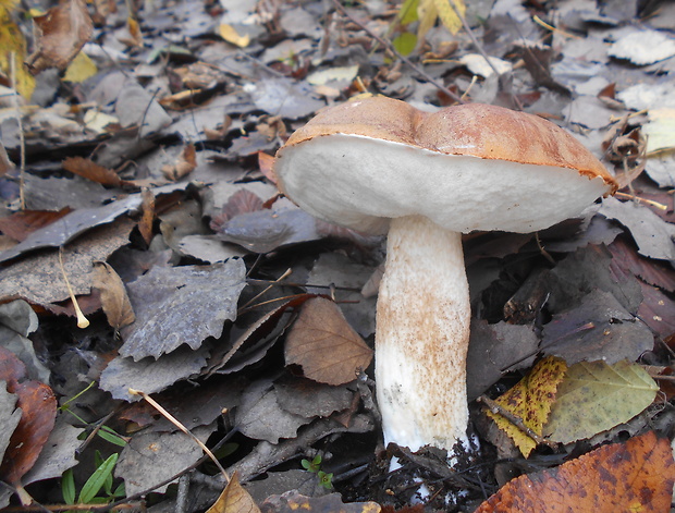 kozák osikový Leccinum albostipitatum den Bakker & Noordel.