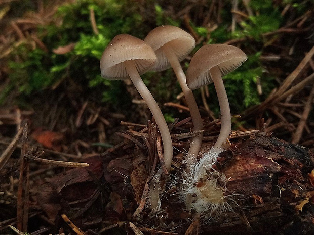 prilbička šišková Mycena strobilicola J. Favre & Kühner