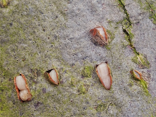 rozprestrenec Platygloea disciformis (Fr.) Neuhoff